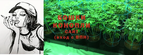 сатива Верея